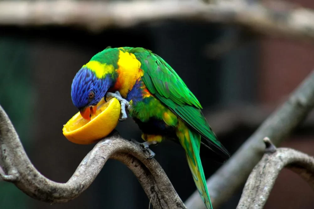 How to Clean a Bird’s Beak Safely and Effectively: Essential Care Tips