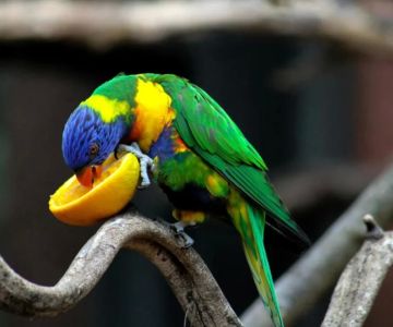 How to Clean a Bird’s Beak Safely and Effectively: Essential Care Tips