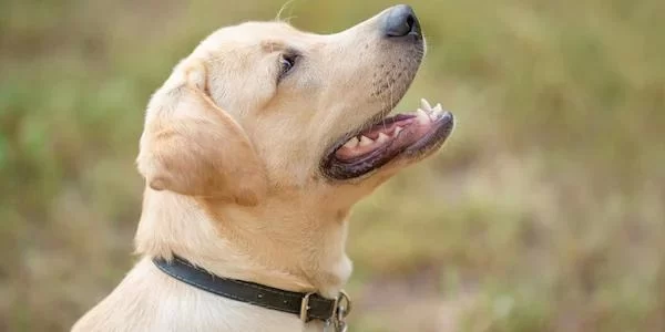 Choosing the Best Dog Collars for Training Puppies: Expert Tips and Recommendations