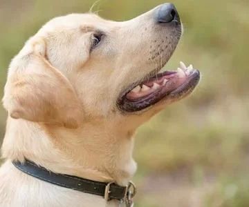 Choosing the Best Dog Collars for Training Puppies: Expert Tips and Recommendations