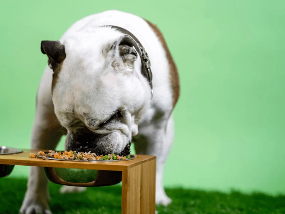 Effective Homemade Dog Food for Puppies with Diarrhea and Sensitive Stomach