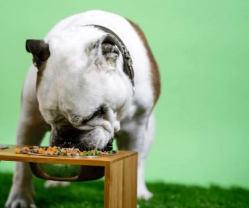 Effective Homemade Dog Food for Puppies with Diarrhea and Sensitive Stomach