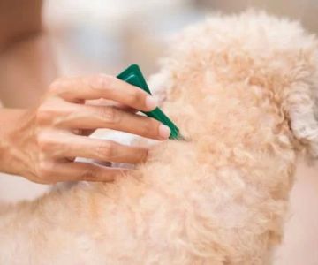 Effective Ways to Prevent Fleas on Dogs Naturally: A Complete Guide