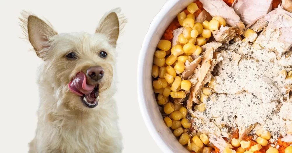 How to Make Healthy Homemade Dog Food with Turkey for Your Pet