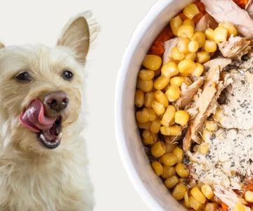 How to Make Healthy Homemade Dog Food with Turkey for Your Pet