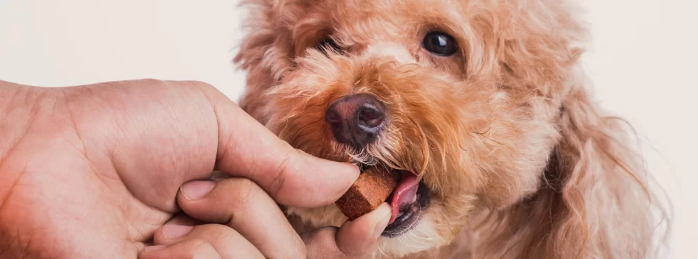 Recognizing Early Signs of Heartworm in Dogs: A Comprehensive Guide