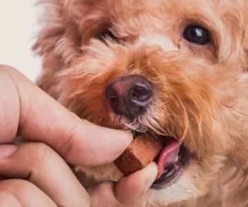 Recognizing Early Signs of Heartworm in Dogs: A Comprehensive Guide