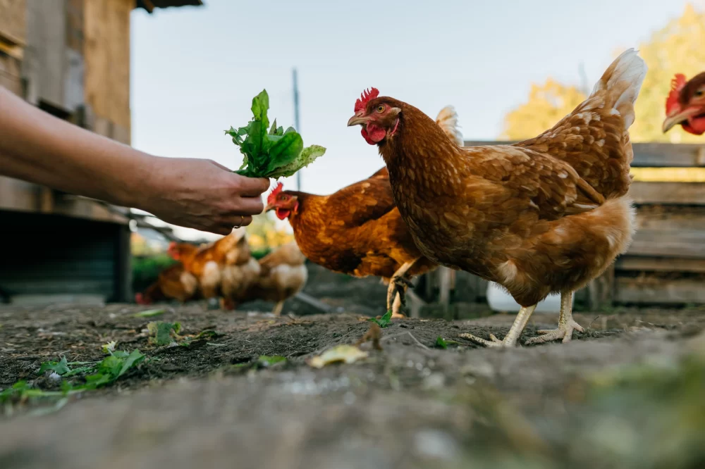 How to Build a Backyard Chicken Run and Coop for Beginners: Practical Guide and Tips