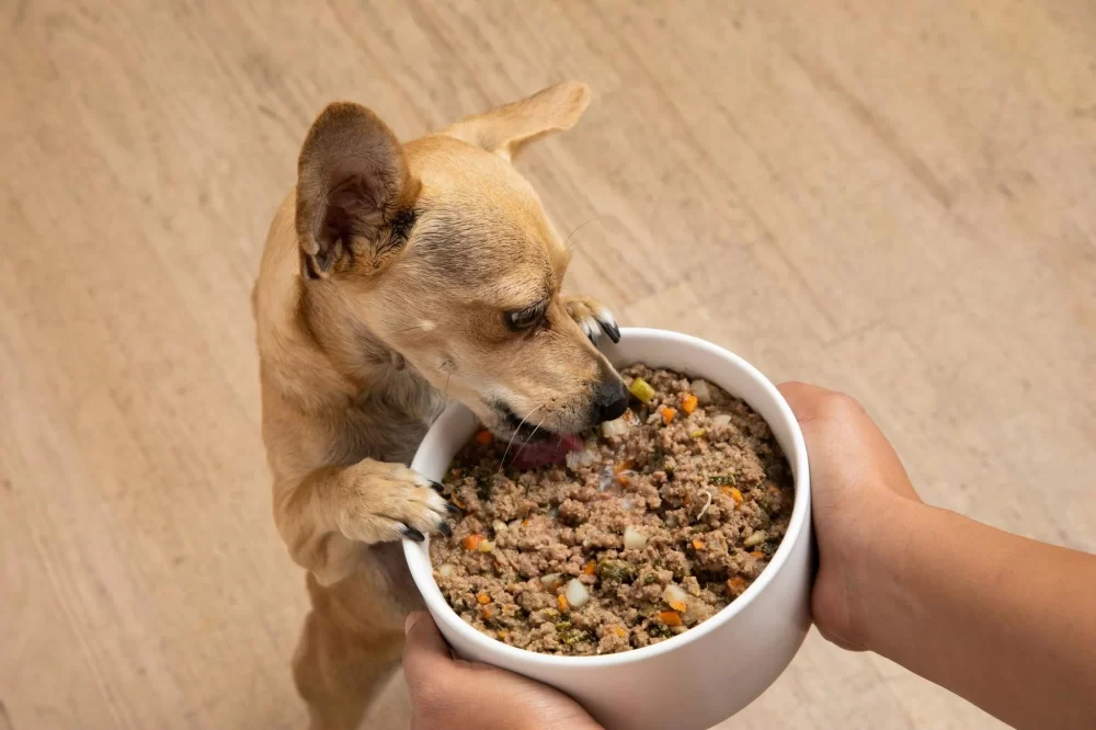 Effective Homemade Dog Food Recipes for Weight Loss and Healthy Canine Diet