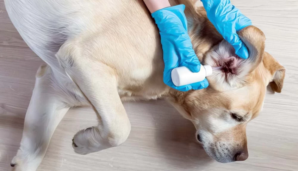 Recognizing Signs of Allergies in Dogs and How to Help Your Pet