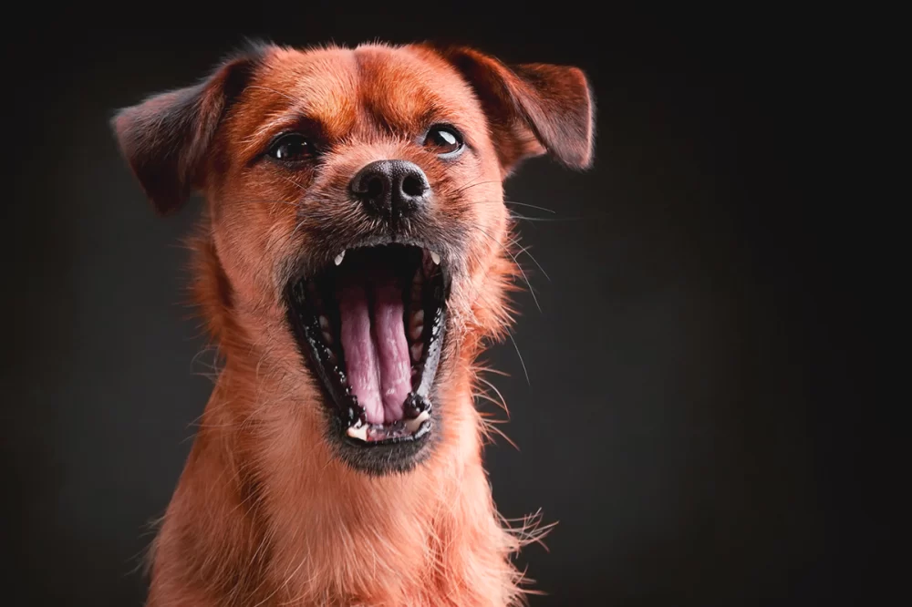 Effective Ways to Stop a Dog from Barking at Night for Peaceful Sleep