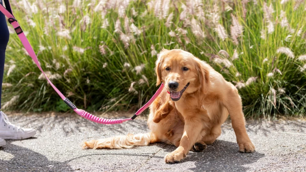 Choosing the Best Flea Collars for Puppies: Safe and Effective Solutions