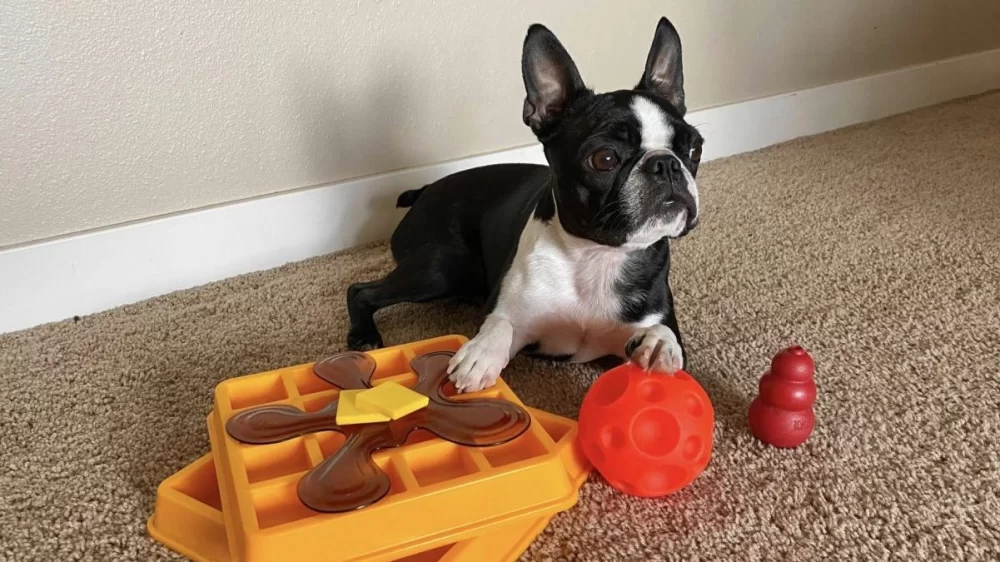 Finding the Best Dog Toys for Puppies and Chewing Dogs to Keep Them Happy