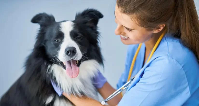 How to Train Your Dog for Stress-Free Vet Visits: Expert Tips for Dog Owners