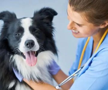 How to Train Your Dog for Stress-Free Vet Visits: Expert Tips for Dog Owners