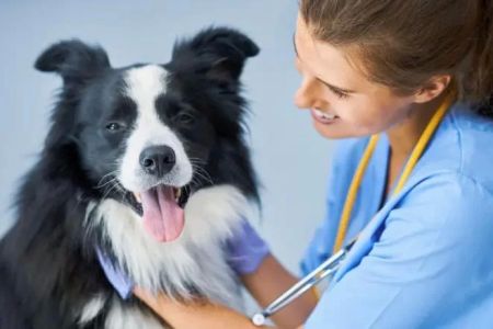 How to Train Your Dog for Stress-Free Vet Visits: Expert Tips for Dog Owners