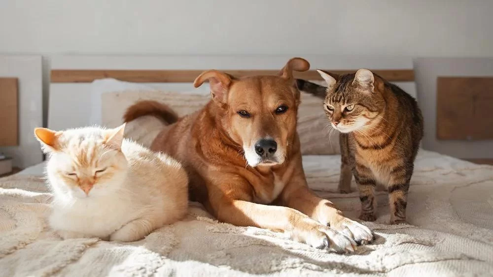 Caring for Pets with Autoimmune Disorders: Essential Tips and Insights for Pet Owners