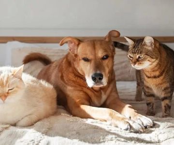 Caring for Pets with Autoimmune Disorders: Essential Tips and Insights for Pet Owners