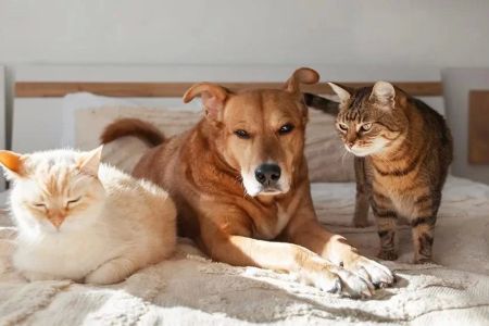 Caring for Pets with Autoimmune Disorders: Essential Tips and Insights for Pet Owners