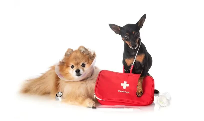 Comprehensive Guide to Emergency First Aid for Pets: What Every Pet Owner Should Know