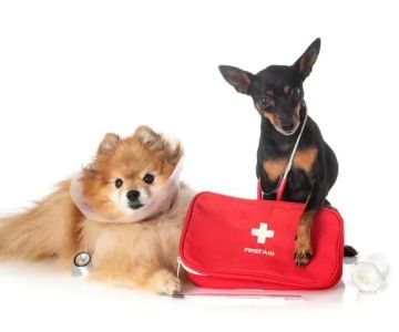 Comprehensive Guide to Emergency First Aid for Pets: What Every Pet Owner Should Know