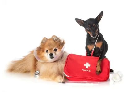 Comprehensive Guide to Emergency First Aid for Pets: What Every Pet Owner Should Know