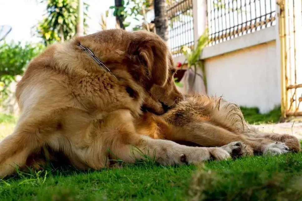 The Importance of Flea and Tick Prevention in Pets: Keep Your Furry Friend Safe