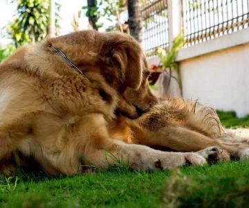The Importance of Flea and Tick Prevention in Pets: Keep Your Furry Friend Safe