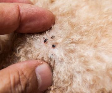 Recognizing the Signs of Parasites in Pets: A Guide for Pet Owners