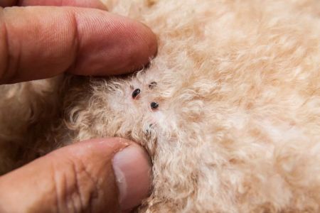 Recognizing the Signs of Parasites in Pets: A Guide for Pet Owners