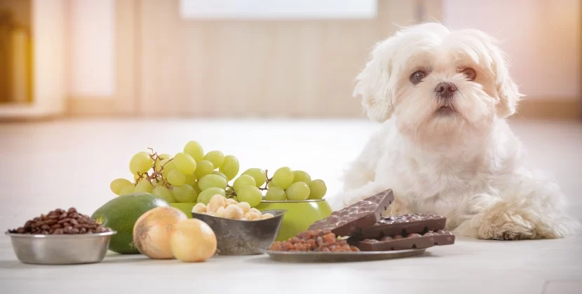 What to Do If Your Pet Eats Something Harmful: A Guide for Pet Owners