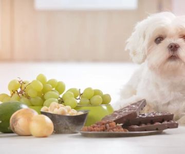 What to Do If Your Pet Eats Something Harmful: A Guide for Pet Owners