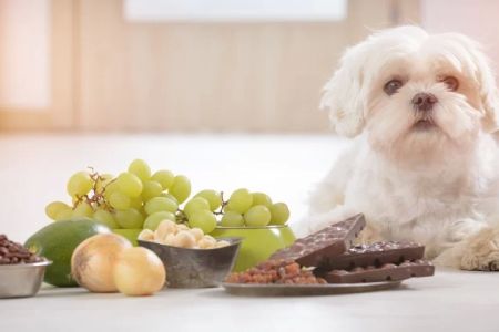 What to Do If Your Pet Eats Something Harmful: A Guide for Pet Owners