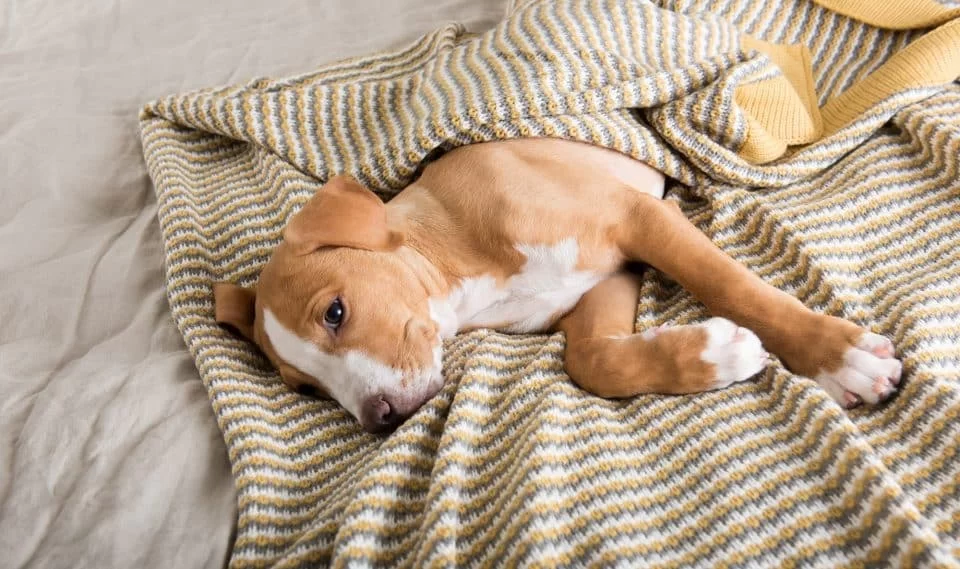 How to Care for Pets with Respiratory Issues: A Guide for Pet Owners