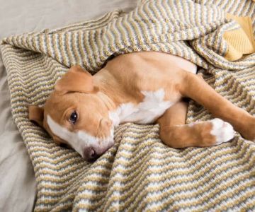 How to Care for Pets with Respiratory Issues: A Guide for Pet Owners