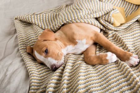 How to Care for Pets with Respiratory Issues: A Guide for Pet Owners