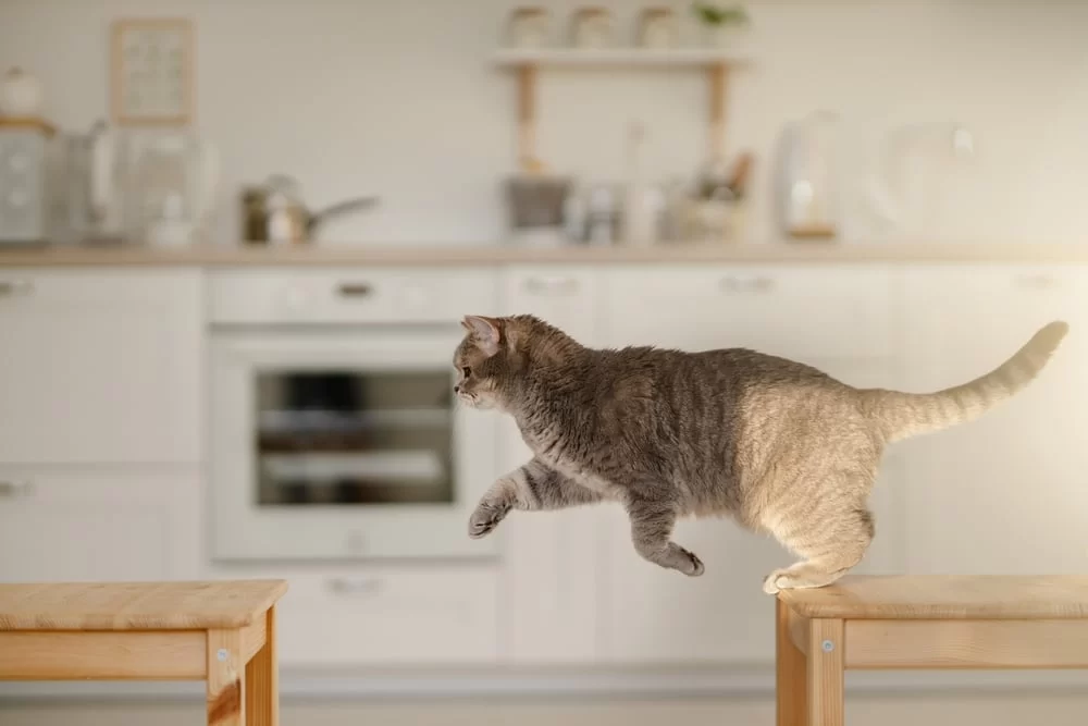 How to Identify Arthritis in Your Pet and Improve Their Comfort