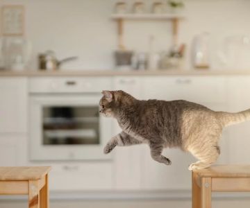 How to Identify Arthritis in Your Pet and Improve Their Comfort