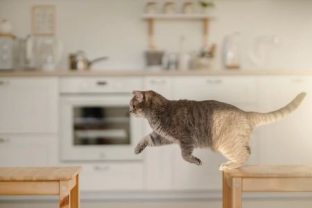 How to Identify Arthritis in Your Pet and Improve Their Comfort