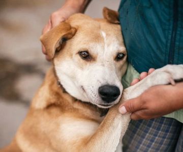 Signs Your Pet is in Pain or Distress: How to Recognize and Respond