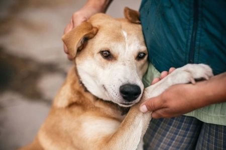 Signs Your Pet is in Pain or Distress: How to Recognize and Respond