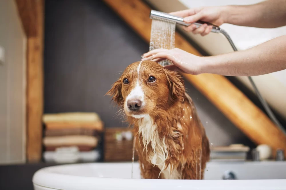 How to Train a Dog to Be Comfortable with Grooming: Tips for Pet Owners