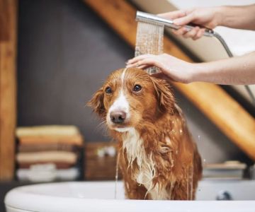 How to Train a Dog to Be Comfortable with Grooming: Tips for Pet Owners