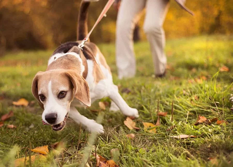 How to Stop a Dog from Pulling on the Leash: A Complete Training Guide