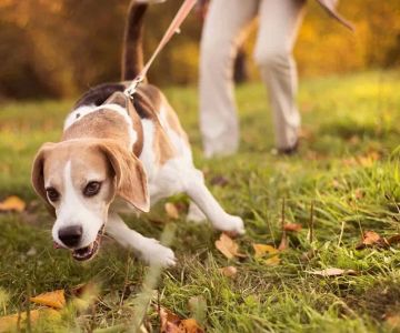 How to Stop a Dog from Pulling on the Leash: A Complete Training Guide