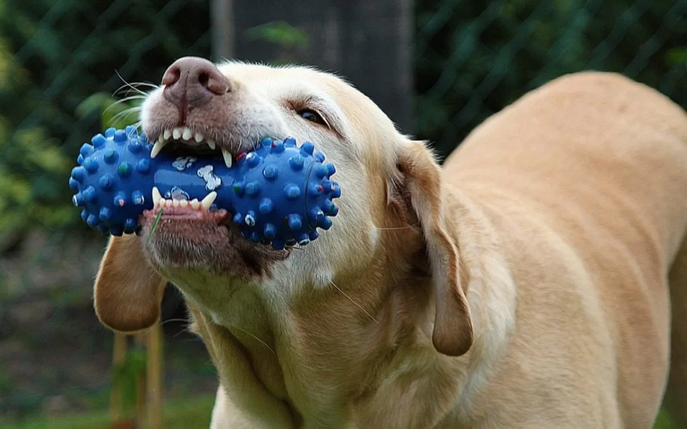 How to Stop a Dog from Being Destructive at Home: Effective Tips and Solutions