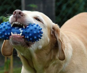 How to Stop a Dog from Being Destructive at Home: Effective Tips and Solutions