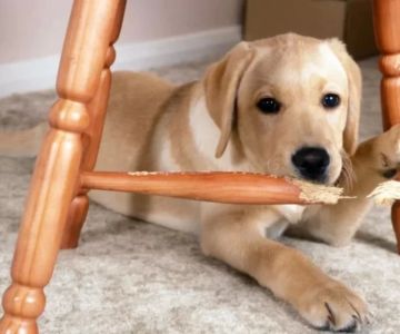How to Train a Dog to Stay Off the Furniture: A Step-by-Step Guide