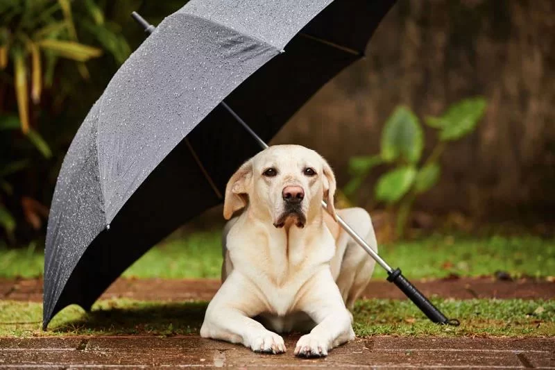 How to Help Your Dog Overcome Fear of Thunderstorms