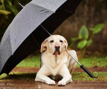 How to Help Your Dog Overcome Fear of Thunderstorms